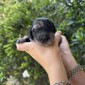 IVAN -Male Toy Spoodle - Ready 4th Dec
