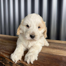 Load image into Gallery viewer, IVAN - Male Mini Spoodle - Ready 17th August