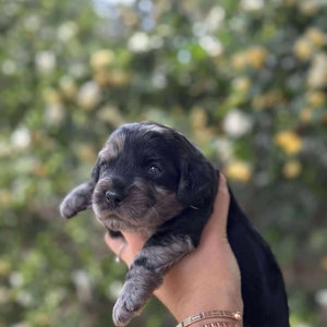 IVAN -Male Toy Spoodle - Ready 4th Dec