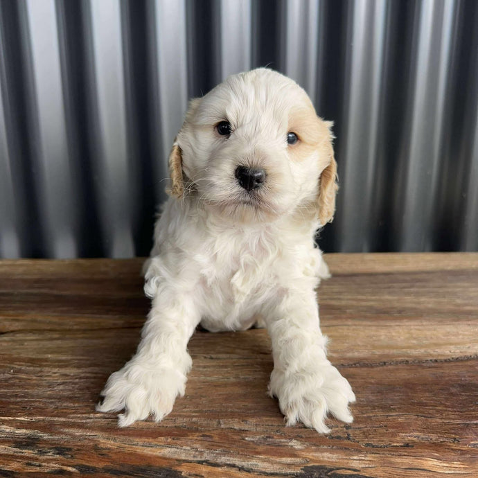 IVAN - Male Mini Spoodle - Ready 17th August