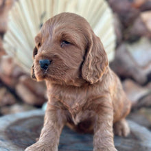 Load image into Gallery viewer, IVAN - Male Toy Spoodle - Ready 29th Sept