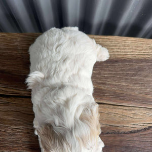 IVAN - Male Mini Spoodle - Ready 17th August
