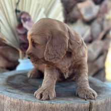 Load image into Gallery viewer, IVAN - Male Toy Spoodle - Ready 29th Sept