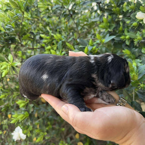 IVAN -Male Toy Spoodle - Ready 4th Dec