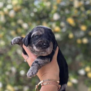 IVAN -Male Toy Spoodle - Ready 4th Dec