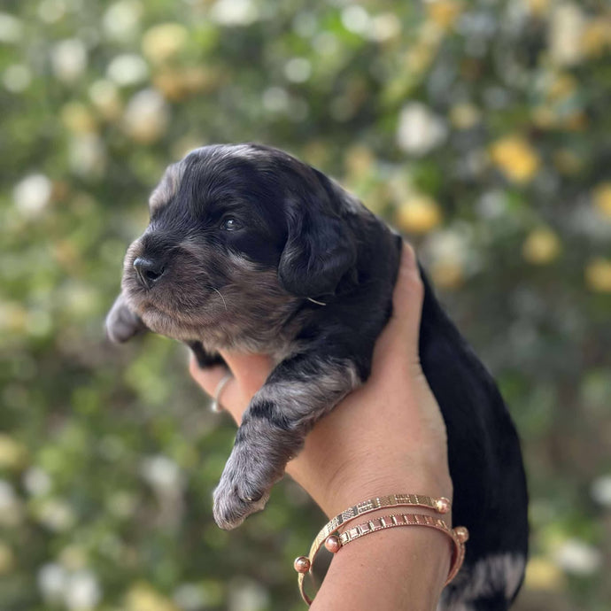 IVAN -Male Toy Spoodle - Ready 4th Dec