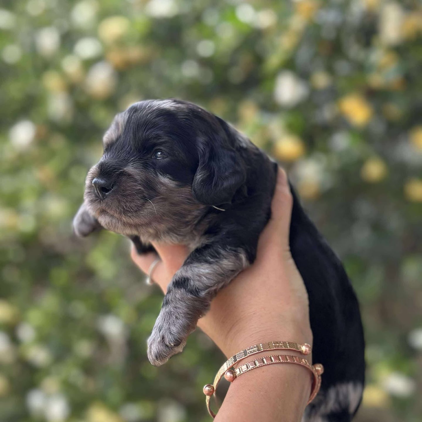 IVAN -Male Toy Spoodle - Ready 4th Dec