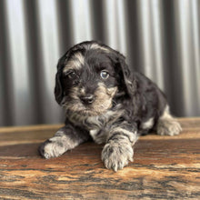 Load image into Gallery viewer, IVAN -Male Toy Spoodle - Ready 4th Dec