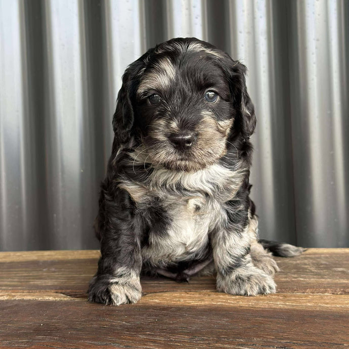 IVAN -Male Toy Spoodle - Ready 4th Dec