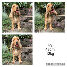 Load image into Gallery viewer, INDY - Female Mini Spoodle - Ready 17th August