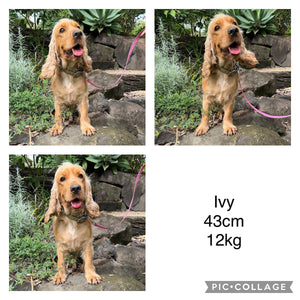 INDY - Female Mini Spoodle - Ready 17th August