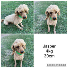 Load image into Gallery viewer, SNICKERS - Male Toy Cavoodle - Ready 29th April