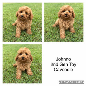 JOHNNO - Male - 2nd Gen Toy Cavoodle - Ready Now