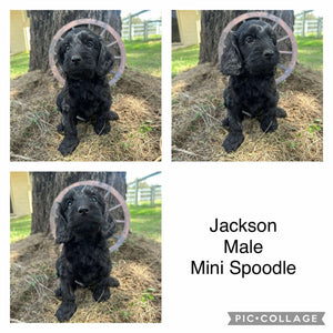 JACKSON - Male Mini Spoodle - Ready Now