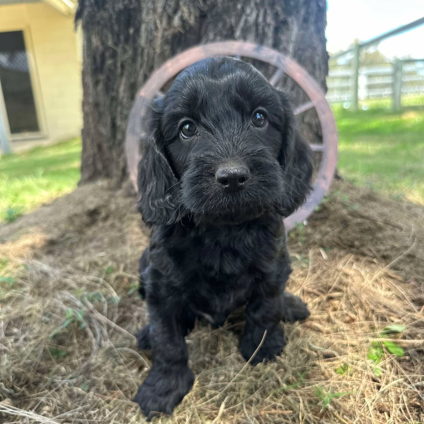 JACKSON - Male Mini Spoodle - Ready Now