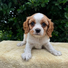 Load image into Gallery viewer, JACOB - Male - Cavalier - Ready 6th May