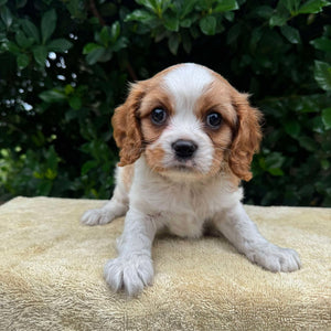 JACOB - Male - Cavalier - Ready 6th May
