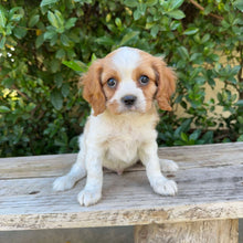 Load image into Gallery viewer, JACOB - Male - Cavalier - Ready 6th May