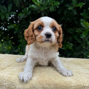 JACOB - Male - Cavalier - Ready 6th May