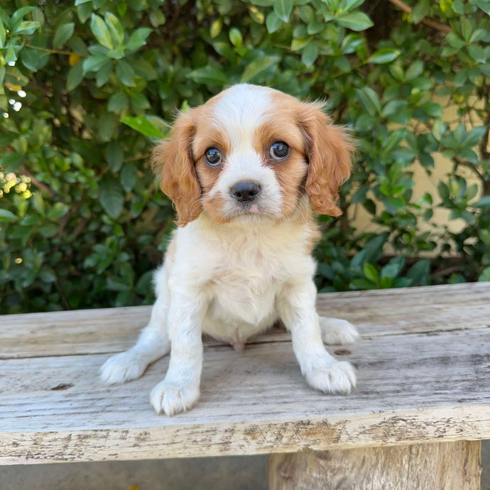 JACOB - Male - Cavalier - Ready 6th May