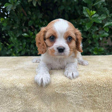 Load image into Gallery viewer, JACOB - Male - Cavalier - Ready 6th May