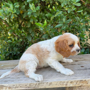 JACOB - Male - Cavalier - Ready 6th May