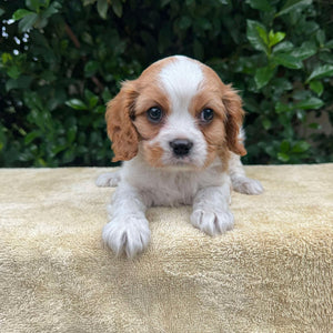 JACOB - Male - Cavalier - Ready 6th May