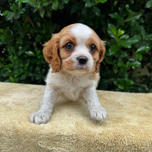 Load image into Gallery viewer, JACOB - Male - Cavalier - Ready 6th May