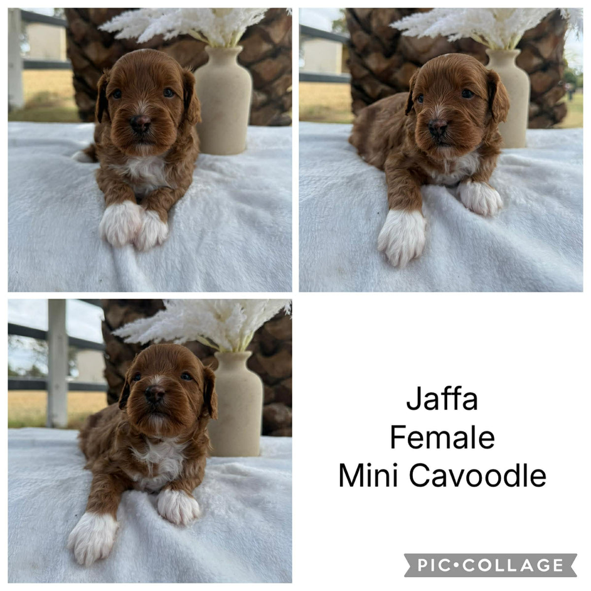 JAFFA - Female Mini Cavoodle - Ready 7th March – Diamond Valley Kennels
