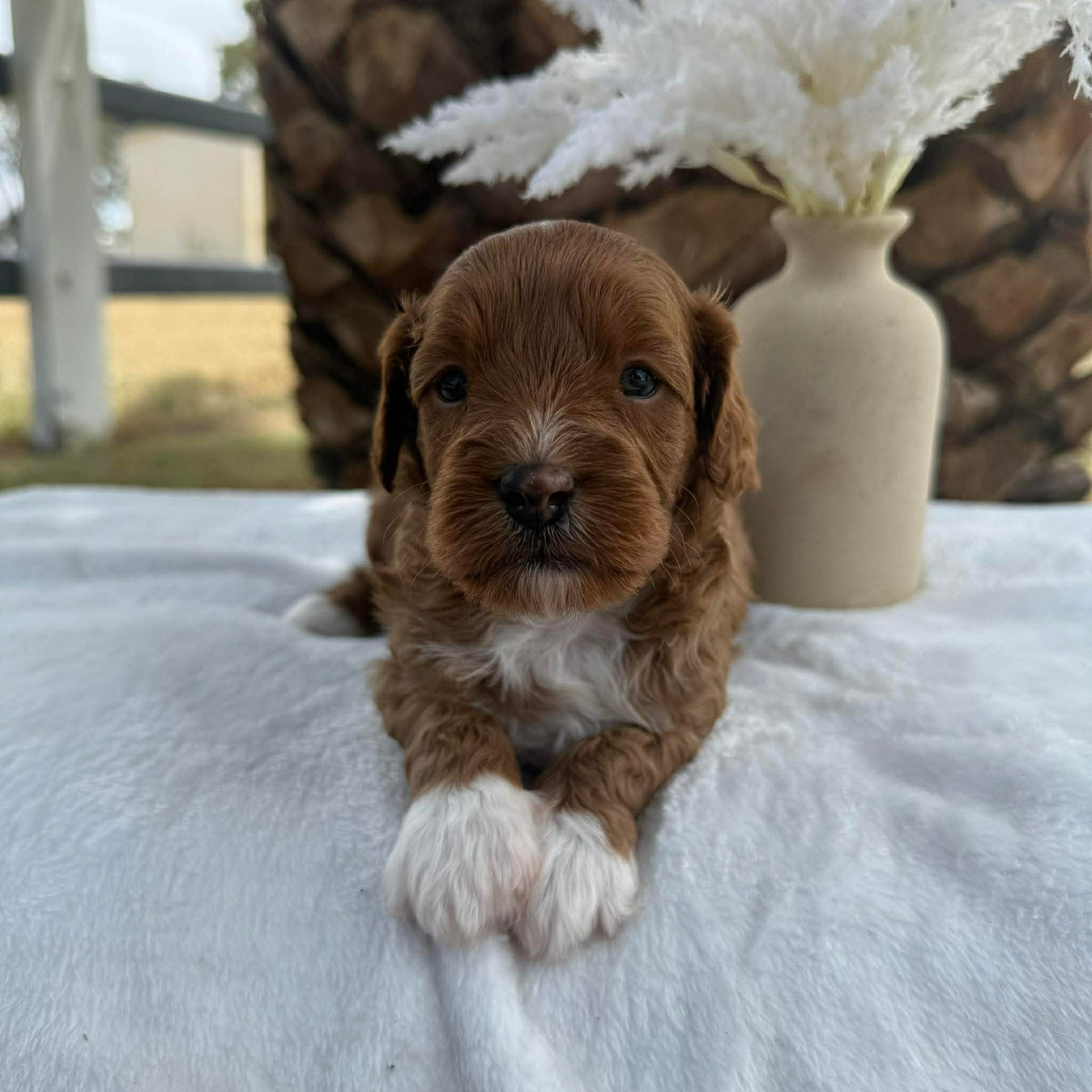 JAFFA - Female Mini Cavoodle - Ready 7th March – Diamond Valley Kennels