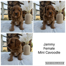 Load image into Gallery viewer, JAMMY - Female Mini Cavoodle - Ready 7th March