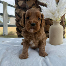 Load image into Gallery viewer, JAMMY - Female Mini Cavoodle - Ready 7th March