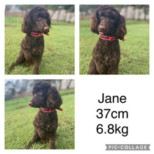 Load image into Gallery viewer, JAZZY - Female Mini Spoodle - Ready Now