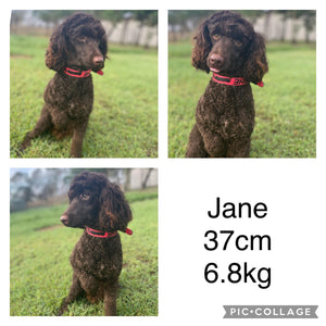 JOCELYN - Female Mini Spoodle - Ready Now