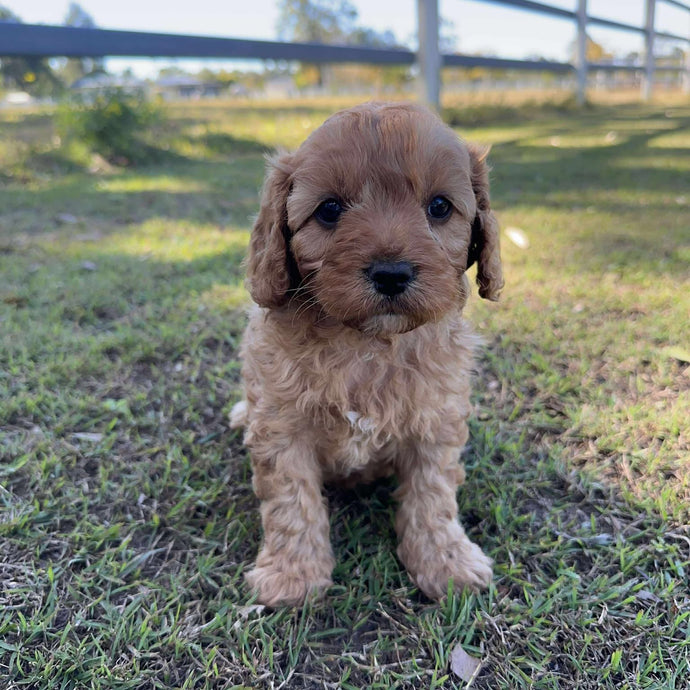 JASPER - Male Toy/Mini Cavoodle - Ready 2nd August