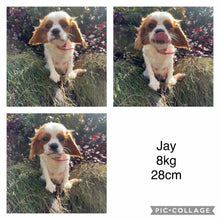 Load image into Gallery viewer, JACOB - Male - Cavalier - Ready 6th May