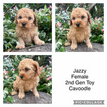 Load image into Gallery viewer, JAZZY - Female 2nd Gen Toy Cavoodle - Ready Now