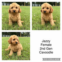 Load image into Gallery viewer, JAZZY - Female 2nd Gen Toy Cavoodle - Ready Now