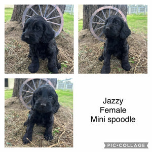 JAZZY - Female Mini Spoodle - Ready Now