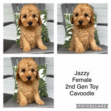 Load image into Gallery viewer, JAZZY - Female 2nd Gen Toy Cavoodle - Ready Now