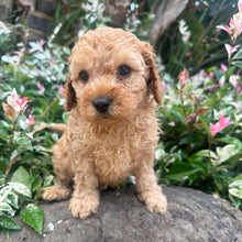 Load image into Gallery viewer, JAZZY - Female 2nd Gen Toy Cavoodle - Ready Now