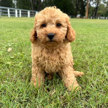 Load image into Gallery viewer, JAZZY - Female 2nd Gen Toy Cavoodle - Ready Now