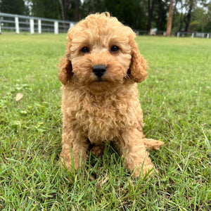 JAZZY - Female 2nd Gen Toy Cavoodle - Ready Now