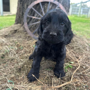 JAZZY - Female Mini Spoodle - Ready Now