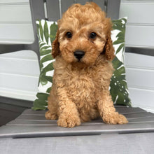 Load image into Gallery viewer, JAZZY - Female 2nd Gen Toy Cavoodle - Ready Now