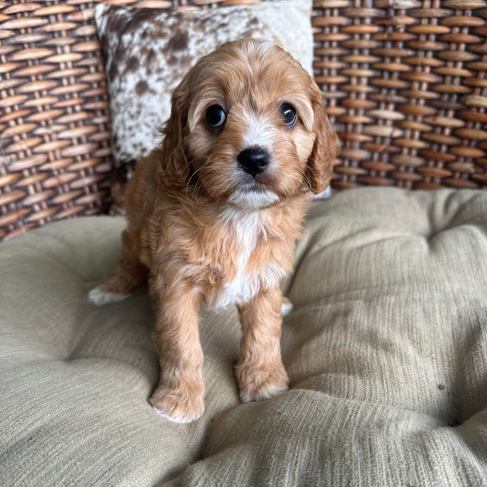 JEAN - Female Mini Cavoodle - Ready 17th May
