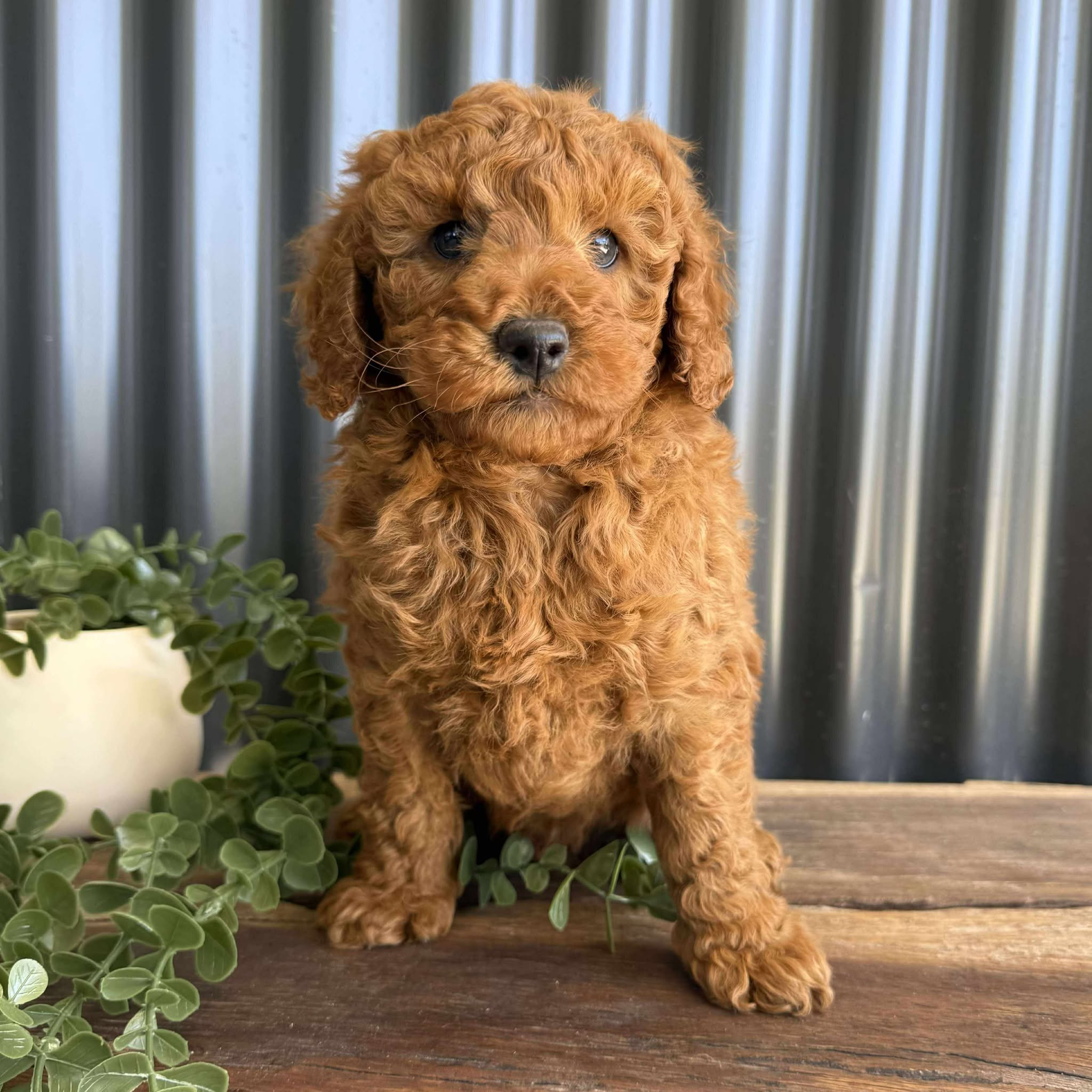 .🌟JELLYROLL - Male Mini Poodle - Ready Now