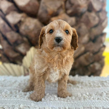 Load image into Gallery viewer, JELLYBEAN - Toy/Mini Cavoodle - Ready 25 Aug
