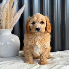 Load image into Gallery viewer, JELLYBEAN - Toy/Mini Cavoodle - Ready 25 Aug