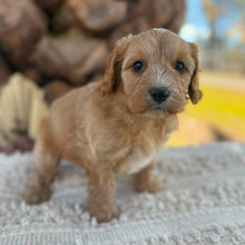 Load image into Gallery viewer, JELLYBEAN - Toy/Mini Cavoodle - Ready 25 Aug